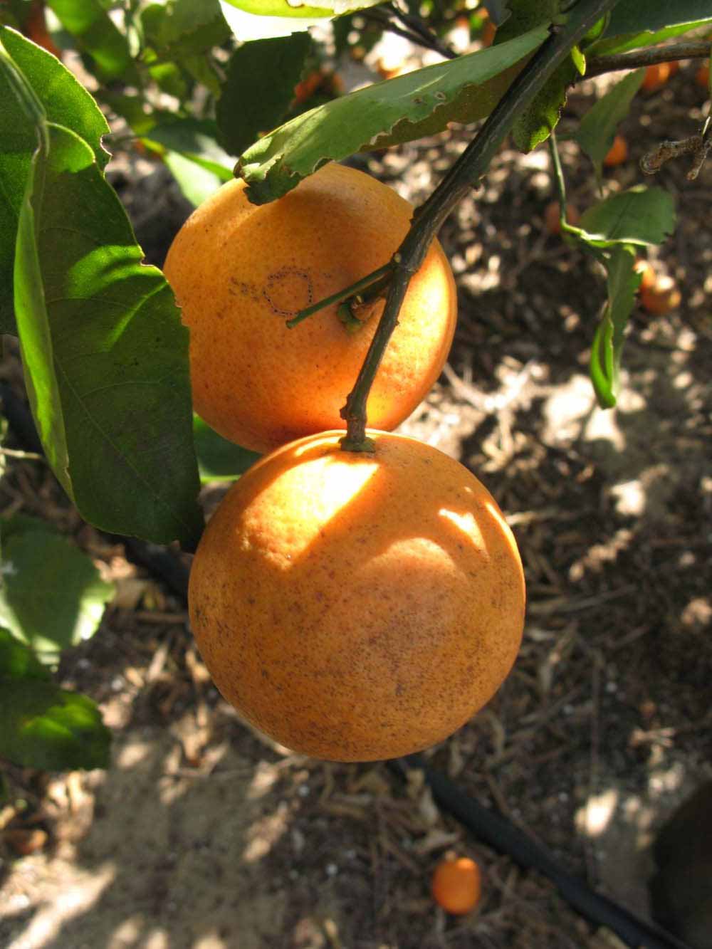              Fruit (Winter Haven, FL)       